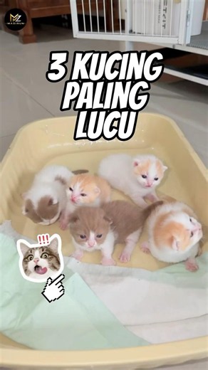 😻 3 Cutest and Most Expensive Cats in the World! 💰🤯