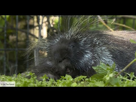 Le porc épic, qui s'y frotte s'y pique , documentaire