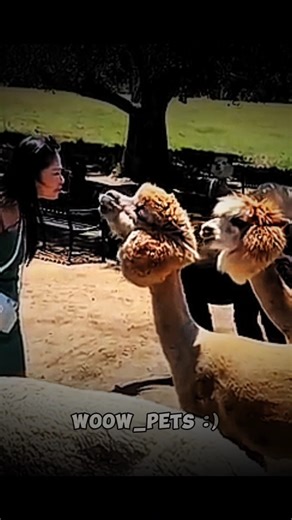 🚨 Funny Animals Fail to Handle Scare Pranks! 🤣 LMAO #shorts #viral #funny