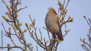 bohemian waxwing bird perched in tree, flies off towards camera
