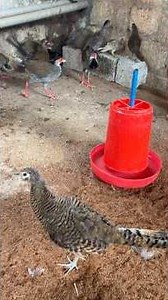 A load of pheasant babies 💥 Big colony cage for pheasant babies 🔥