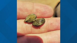 Texas lakes 'fully infested' with invasive zebra mussels