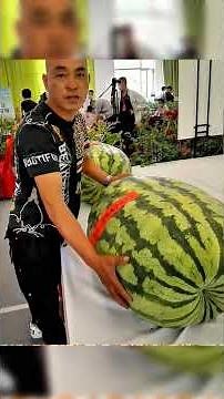 The Giant Watermelon That Weighs 87 Kg! | World's Biggest Watermelon Harvest