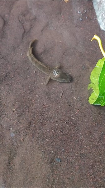 how to catch snakehead fish with frog lure - SNAKEHEAD FISH #shorts #fish #channa #viralvideo