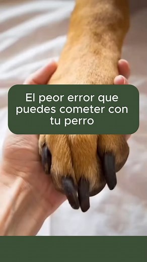 1.2M views · 10K reactions |  ¡El peor error que puedes cometer con tu perro!  Cortarle las uñas de forma incorrecta puede lastimarlo y causar problemas de salud.  En este reel te muestro cómo hacerlo bien y sin estrés. ✂️ ¡Tu peludo amigo te lo agradecerá con patas felices! ❤️ #CuidadoDePerros #TipsCaninos #AmorPerruno #educaninoconecta | educaninoconecta | Facebook