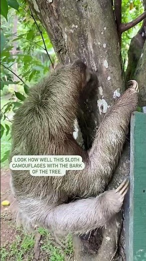 🦥How do Sloths escape from Predators?