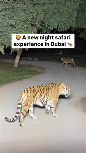 Experience Nocturnal Wildlife Tours at Dubai Safari Park