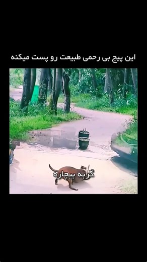 Dog Attacks and Kills Cat – Viewer Discretion Advised #birds #animalbattle #animals #wildlife