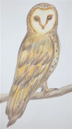 Owl 🦉 by Faber Castle colored Pencils #arttutorial #beginnerarttips #coloredpencils #owl