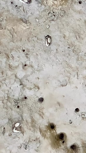 Did you know that male fiddler crabs wave their oversized claw up and down to attract the attention of females for mating and to intimidate potential male competitors? 🦀🌊 They also stomp their walking legs and make noises with them in an effort to attract mates. Such displays reach a peak during spring tides, and mating occurs thereafter inside the male’s burrow. The female remains inside the burrow during the 2-week incubation period and then comes out to release her eggs, which are swept out