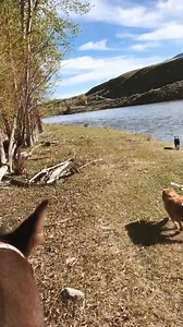 99 reactions · 25 comments | Trying something new everyday that I can with Boots ... but today we just rode through all three herds of cattle and then took the scenic route home. | J Lazy S Angus Ranch | Facebook