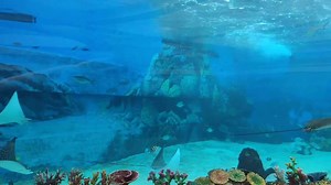 WHAT'S UP! Here is a sneak peek of Cebu Ocean Park's 360 aquarium. The park will have its official launching today, August 23 but will be open to the general public tomorrow, August 24. | CDN Digital