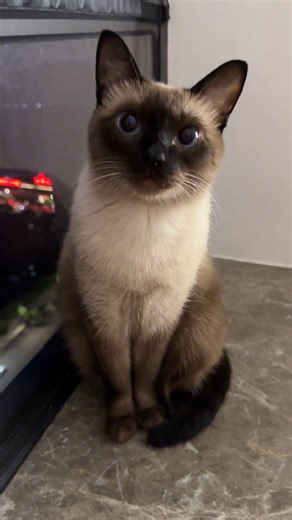 不情愿出演的芥末 on Instagram: "Kittens are cute whether they're sitting, lying down, or sprawling. #jemua #siamesecat #cats #cute #funny #cutecat #petstagram #芥末 #萌宠 #暹罗猫"