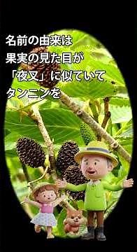 面白樹木の話 15 夜叉五倍子ヤシャブシ#植物#実の生る木#緑化#防風防砂林#盆栽