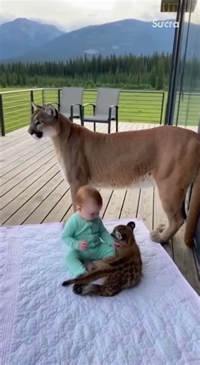 Unbelievable Moment: Baby Plays with Mountain Lion Cub! 👶⛰️🐾