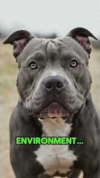 People fear what they don’t understand… but is the Pit Bull really dangerous, or just misunderstood?
