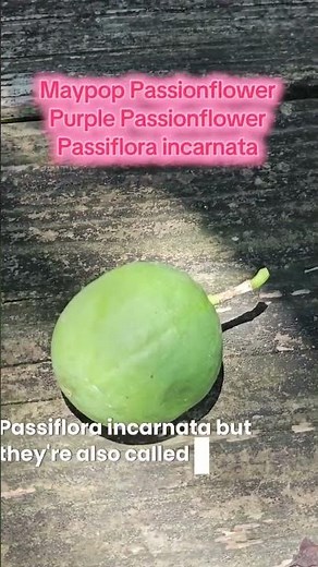 Passiflora incarnata, Purple Passionflower