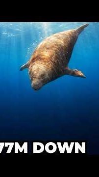 This Seal Sleeps By Spiralling Into The Deep 😱