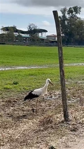 Nel territorio domiziano, all’improvviso, tra i campi ancora verdi d’inverno ma già attraversati dai primi segnali di primavera, appare lei: una Cicogna bianca. Cammina beata tra le zolle, elegante e leggera. Un incontro inaspettato, ma capace di stringere il cuore e riaccendere speranza. Fino a pochi anni fa questi cieli erano rimasti vuoti. La devastazione ambientale e la caccia di frodo avevano allontanato gli uccelli migratori dalla rotta domiziana. Dove si incrociavano quasi solo degrado e 
