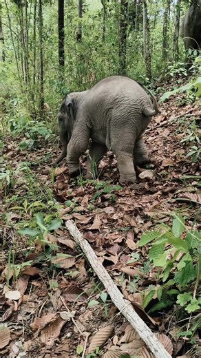 6.1K views · 516 reactions | Respect elephants. เคารพช้าง เรียนรู้วิถีเลี้ยงช้างในธรรมชาติ สืบทอดภูมิปัญญา. Elephant habitat elephant observation in Chiang Mai #Thailandia | Elephant Jungle Paradise Park | Facebook