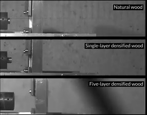 13K views · 61 reactions | This superdense wood can slow a bullet. It's lightweight but still as strong as steel. (More on this material: https://www.sciencenews.org/article/superdense-wood-lightweight-strong-steel) | Science News Magazine | Facebook