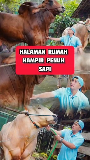Sapi Kurban Irfan Hakim Ludes Diserbu Artis