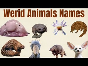 Werid Animals Names In English With Pictures | 20 werid animals for tolders