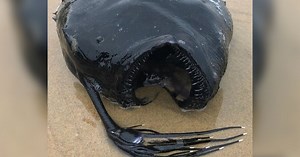 ‘Football fish’ washes up on California beach