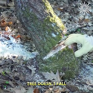 The ultimate guide to safely cutting down a tree🪚 | Art & Painting