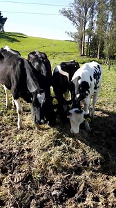 109 reactions · 3 comments | Enjoying their breakfast today at the Nick and Amber Buttke Dairy in Sebastopol, CA. | Clover Sonoma | Facebook