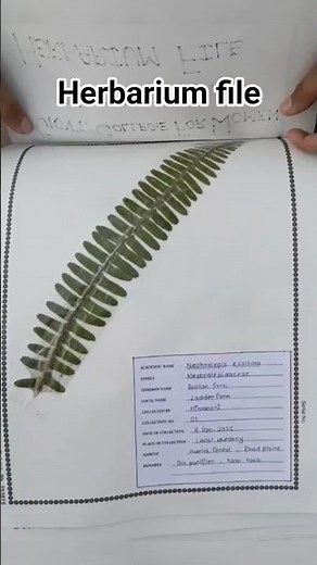 How to make herbarium file #handmade #herbarium #project