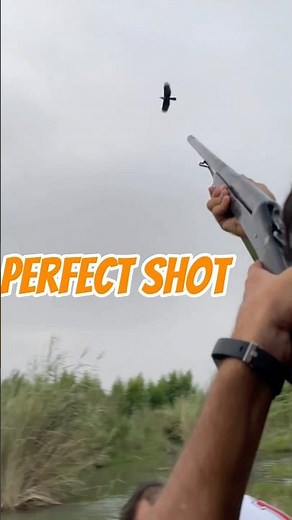 Shotgun Birdshot Hunting #youtubeshorts #hunting #shorts