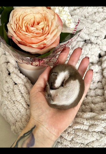 Caring for Your Pet Weasel: Tips and Tricks