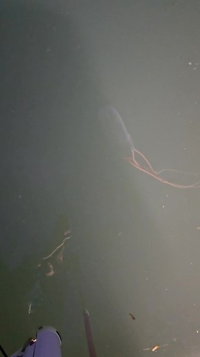 16K views · 141 reactions | New fear unlocked, Box Jellyfish - look them up. Nothing like our usual Moon Jellies or Portuguese Man o' war . Born and raised here, never seen one until today. This place just gets worse. Hide your wife, hide your kids, and hide your husbands. | Danny Castillo | Facebook