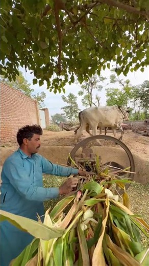 Chaff cutter machine in operation with bulls, powering traditional fodder processing.”