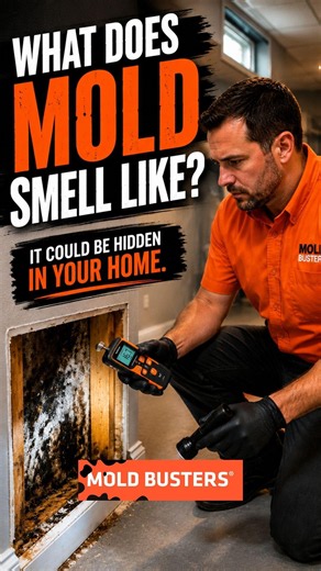🏠👃 What does mold actually smell like?