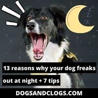 13 Reasons Why Your Dog Freaks Out At Night   7 Tips