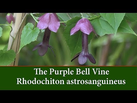 Rhodochiton astrosanguineus - Purple Bell Vine