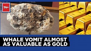 Whale Vomit Is As Good As Gold | Did You Know? | TN Plus
