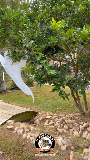 Thank to everyone who came out for Boo at the Zoo, we had a BLAST celebrating spooky season with you! 🐯🙏🏼Check out this years costume contest winners. 👻 Which one is your favorite? #tigerworld #tigerworldnc #booatthezoo | Tiger World