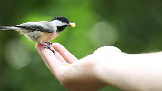 What you should know about using cheese to attract birds to your yard