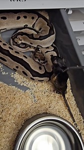 Axanthic tsk clown female feeding 🩶🩶🩶 #royalpythons #ballpythonlove #beardeddragon #reptilebreeder #snek #morph #petsnake #herpetology #animal #morphs #morph #snakelove #reptilelove #livingart #ballpythonofinstagram #snakelovers #reptilesofinsta #serpent #ballpythonsnake #nature #ballpythonlover #babyballpython #ballpythonmorphsofinstagram | Xclusive ball pythons