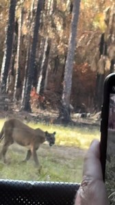 50K views · 1K reactions | Sound ON  Hear that wild yowl? That’s a...