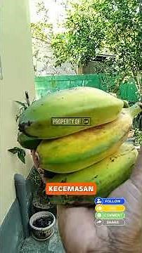 Segudang Manfaat Makan Pisang Setiap Hari yang Jarang Diketahui #shorts
