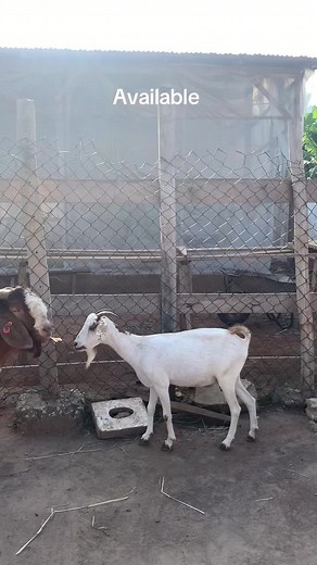 @PNLgroup #goatfarminginghana #tranding #fypシ゚