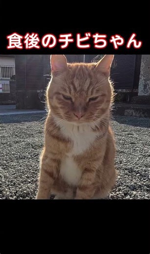 野良猫チビちゃん1119s4 #野良猫チビちゃん #cat #shorts