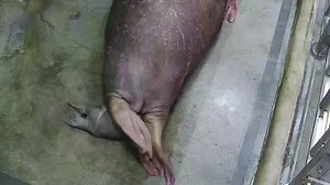 Birth of baby walrus captured on camera