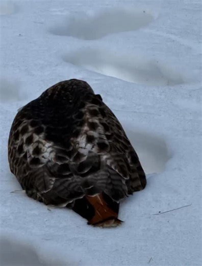 This poor red-tailed hawk was found lying in the snow, barely able to move. Thankfully, one of our incredible volunteers was nearby and rushed him to our wildlife hospital just in time. When he arrived, he was shaking, having mini seizures, and unable to stand. And now look at him. While he’s still weak and a little unstable, he’s able to take food and eat on his own — a huge step forward. We’re keeping everything crossed that he continues to improve. This has been a horrific winter for our wild