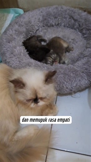 Memelihara kucing memupuk rasa empati 🥰🥰 #cat #kucinglucu #anakkucing #pencintakucing #reels | Sry Ayu