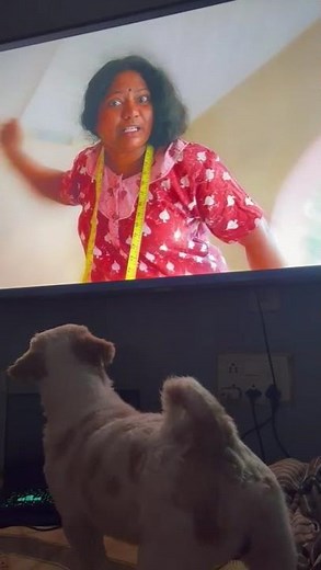 simba watching dog movie 🎬 🐕 #puppy #shihtzu #travel #lifestyle